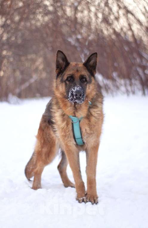 Собаки в Москве: Чезар готов стать самым верным, только бы нашлась для него семья Мальчик, Бесплатно - фото 2