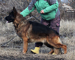 Собаки в Таганроге: Предлагается к вязке кобель немецкой овчарки Мальчик, 30 000 руб. - фото 3