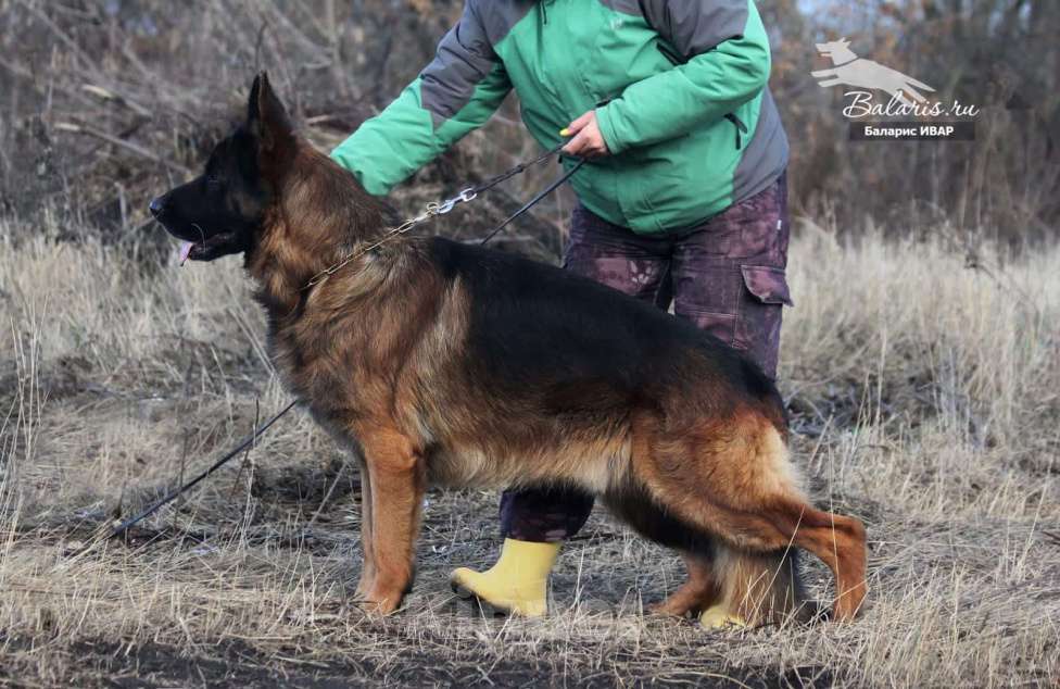 Собаки в Таганроге: Предлагается к вязке кобель немецкой овчарки Мальчик, 30 000 руб. - фото 3
