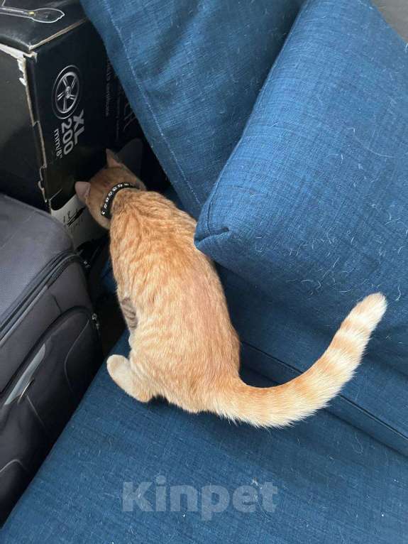 Кошки в Москве: Рыжий котёнок Мальчик, Бесплатно - фото 4