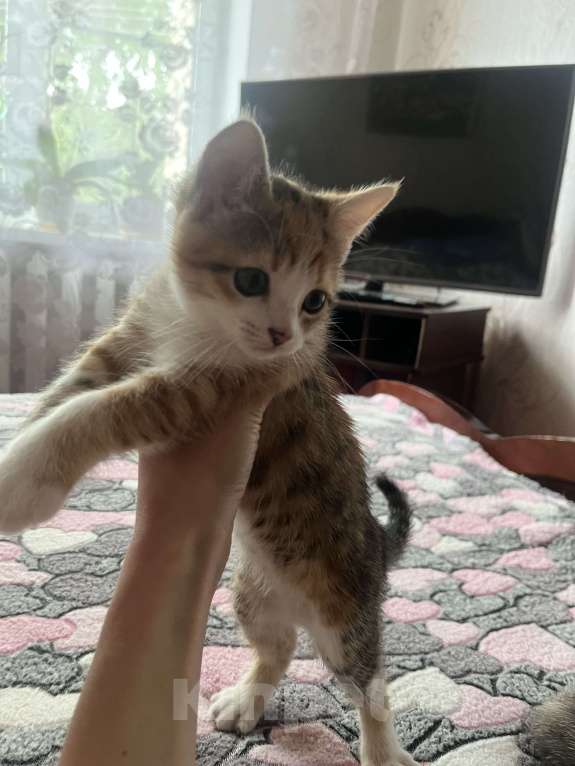 Кошки в Острогожске: Котэ Девочка, 1 руб. - фото 2