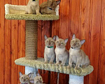 Кошки в Советске (Калининградская область): Бурманские котята, 40 000 руб. - фото 1