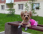 Собаки в Самаре: Йоркширский терьер Девочка, 15 000 руб. - фото 1