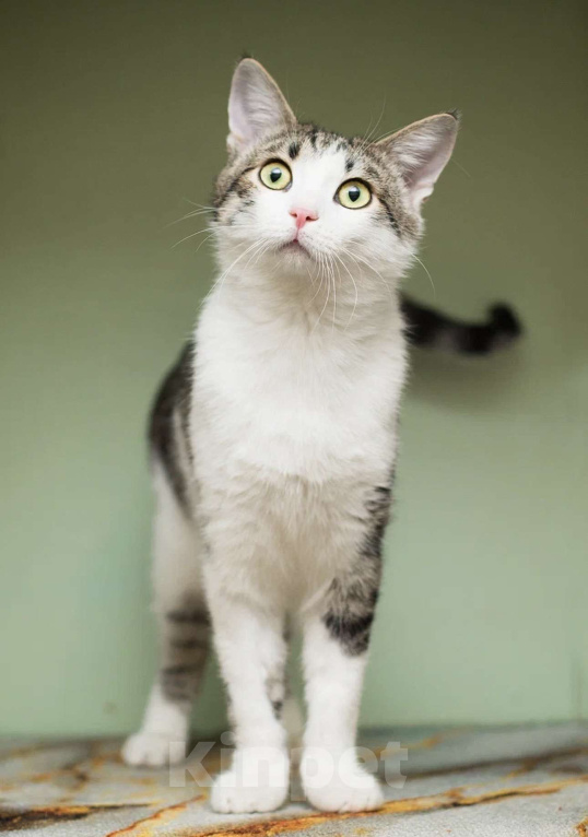 Кошки в Москве: Степан Мальчик, Бесплатно - фото 4