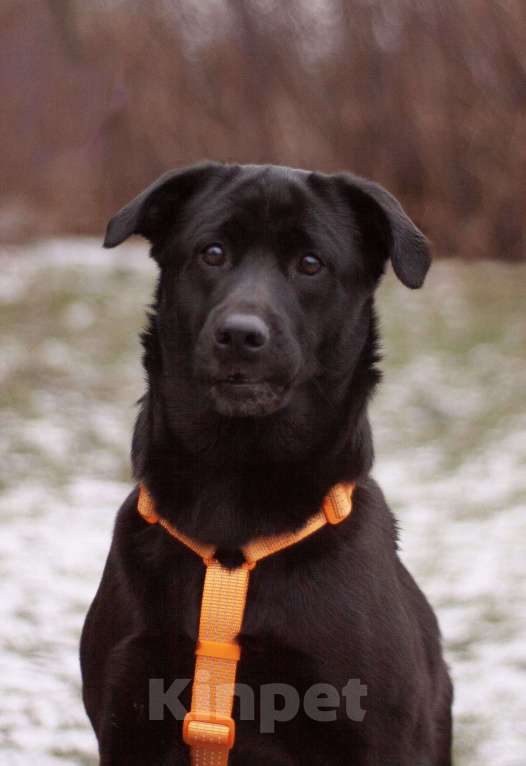 Собаки в Москве: Вильма фенотип лабрадора в добрые руки Девочка, Бесплатно - фото 7