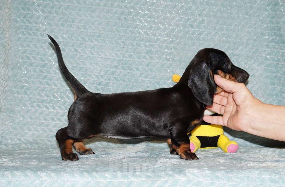 Собаки в Иваново: Такса стандартная г-ш. РКФ Девочка, 50 000 руб. - фото 2