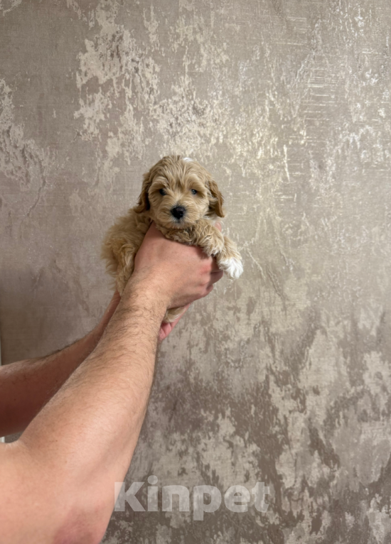 Собаки в Москве: Мальчик Мальчик, 45 000 руб. - фото 1