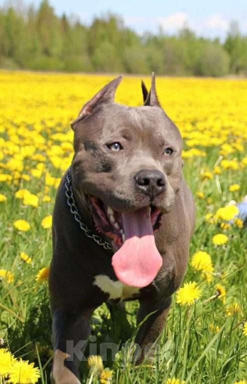 Собаки в Санкт-Петербурге: Щенки - Прайтер Девочка, 50 000 руб. - фото 8