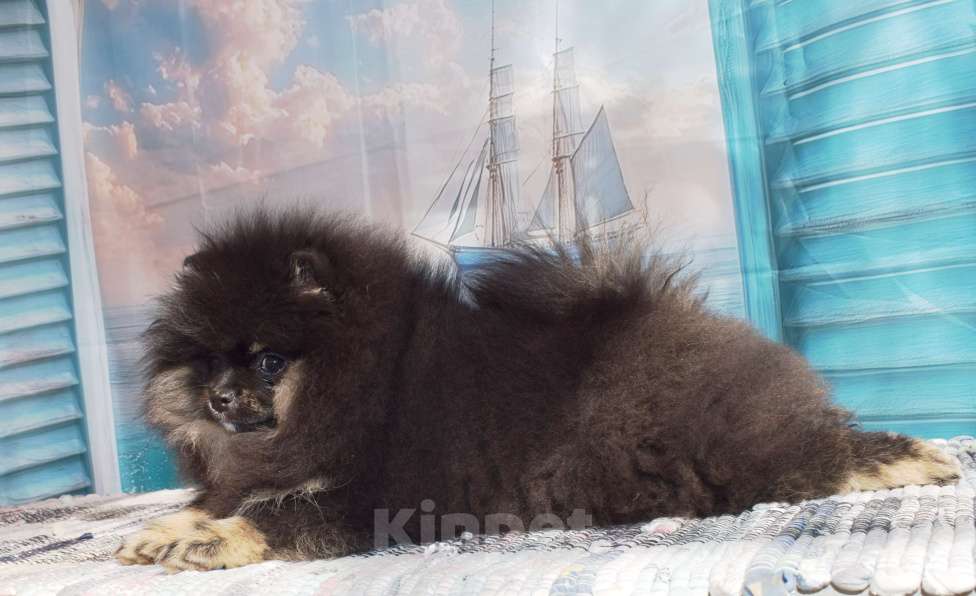 Собаки в Волгодонске: Померанский шпиц РКФ Девочка, 50 000 руб. - фото 5