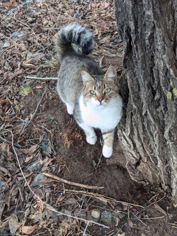 Кошки в Ульяновске: Возьмите ласковую кошечку Девочка, Бесплатно - фото 2