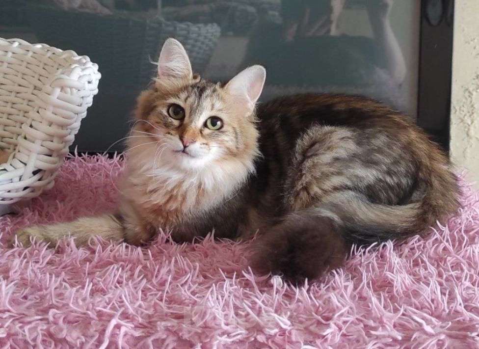 Кошки в Новосибирске: Werba Девочка, 50 000 руб. - фото 6