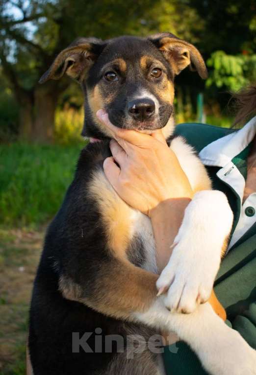 Собаки в Москве: Весёлый трехцветный щенок Черри в добрые руки Девочка, 1 руб. - фото 3