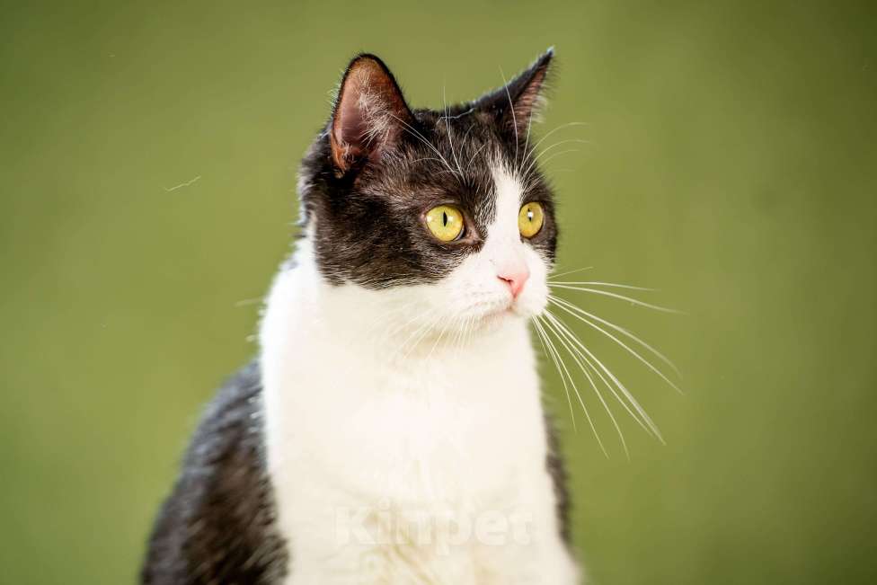 Кошки в Клине: Мамуля — кошка, достойная самой нежной любви Девочка, Бесплатно - фото 6