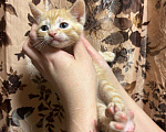 Кошки в Санкт-Петербурге: Котенок донского сфинкса Мальчик, 10 000 руб. - фото 2