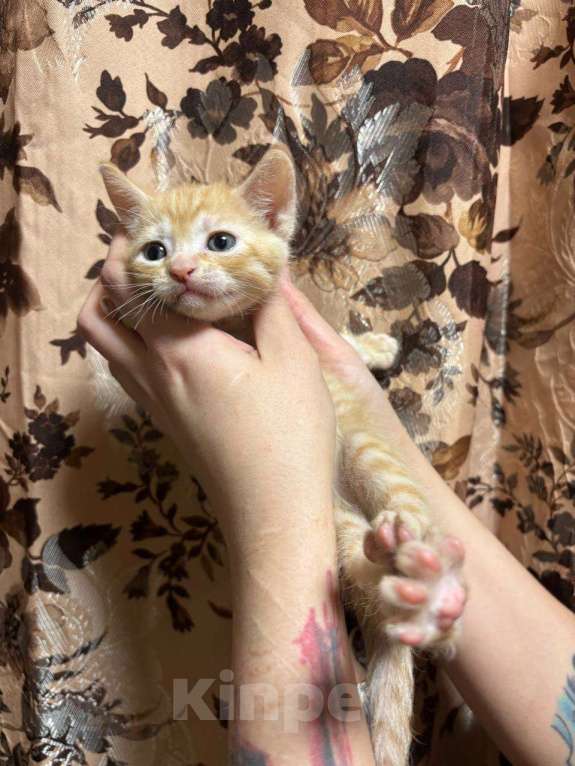 Кошки в Санкт-Петербурге: Котенок донского сфинкса Мальчик, 10 000 руб. - фото 2