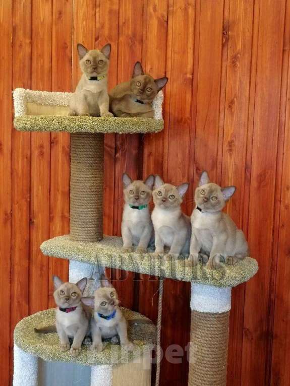 Кошки в Советске (Калининградская область): Бурманские котята, 40 000 руб. - фото 1