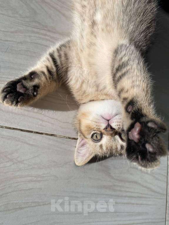 Кошки в Нижнем Новгороде: Шиншилловый шотландский чемпион Мальчик, Бесплатно - фото 5