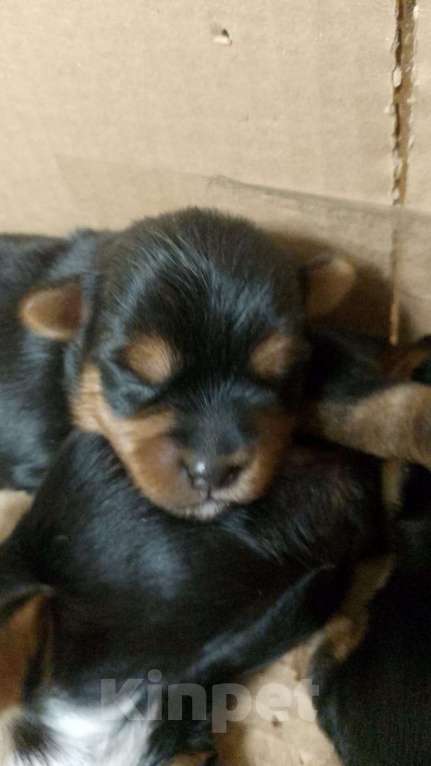 Собаки в Ростове-на-Дону: Йоркширский терьер  Мальчик, 35 000 руб. - фото 6