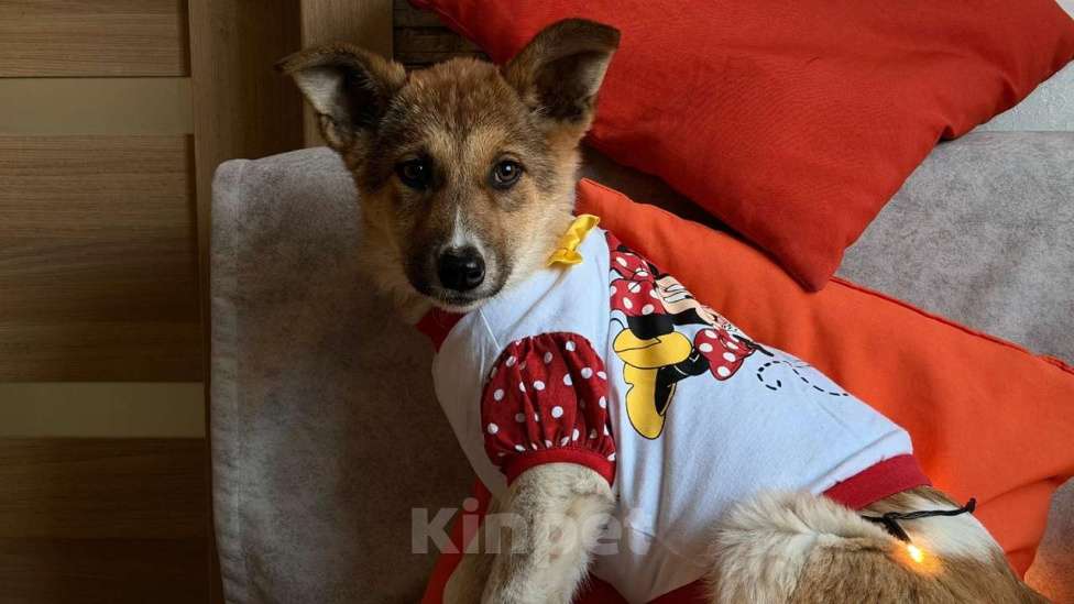 Собаки в Санкт-Петербурге: Щенок Мила Девочка, Бесплатно - фото 1