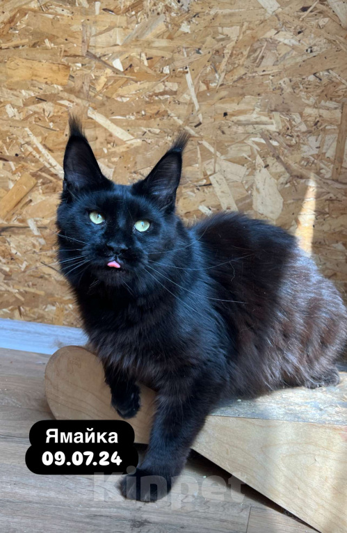 Кошки в Краснодаре: Мейн-кун девочка Девочка, 5 руб. - фото 3