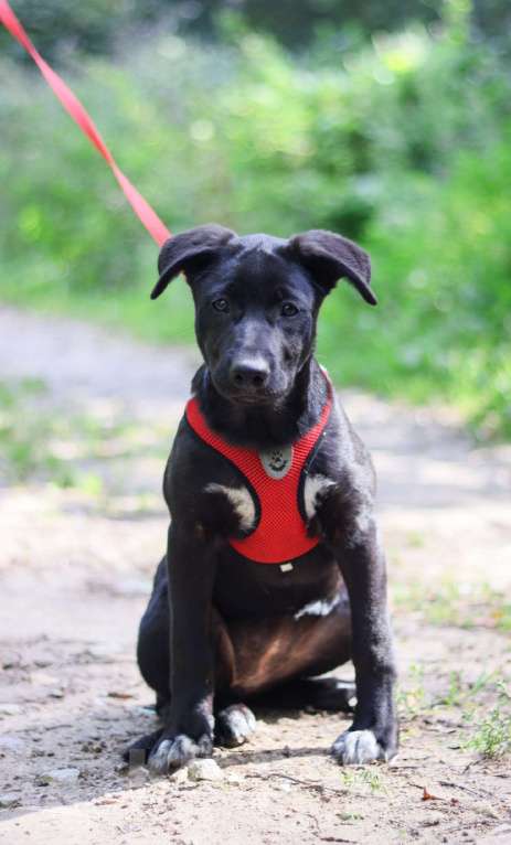 Собаки в Подольске: Хазаре нужен дом Девочка, Бесплатно - фото 2