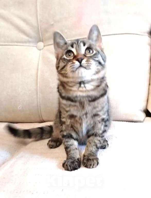 Кошки в Санкт-Петербурге: Миниатюрная рысь Томочка Девочка, Бесплатно - фото 3