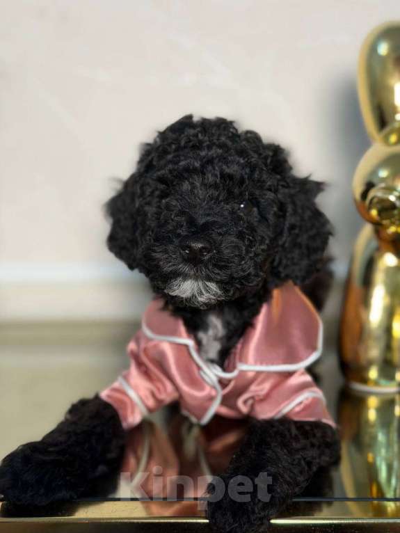 Собаки в Красногорске: Мальтипу девочка Девочка, 60 000 руб. - фото 4