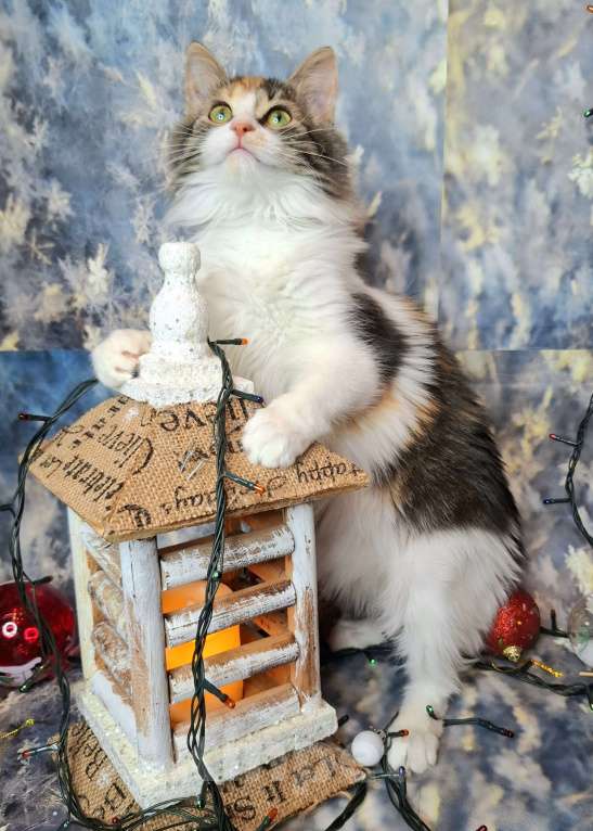 Кошки в Москве: Трехцветный котёнок в добрые руки  Девочка, Бесплатно - фото 2