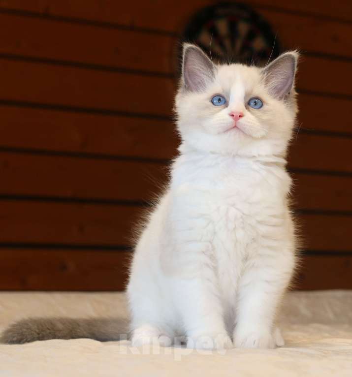Кошки в Санкт-Петербурге: Рэгдолл мальчик Мальчик, 60 000 руб. - фото 5