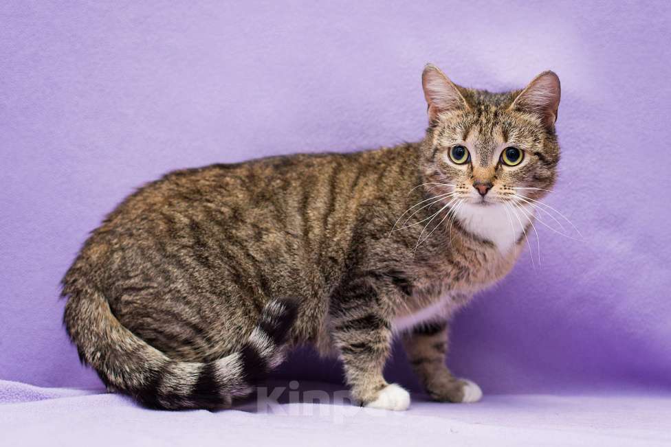 Кошки в Москве: Котенок Кристина ищет дом Девочка, Бесплатно - фото 2