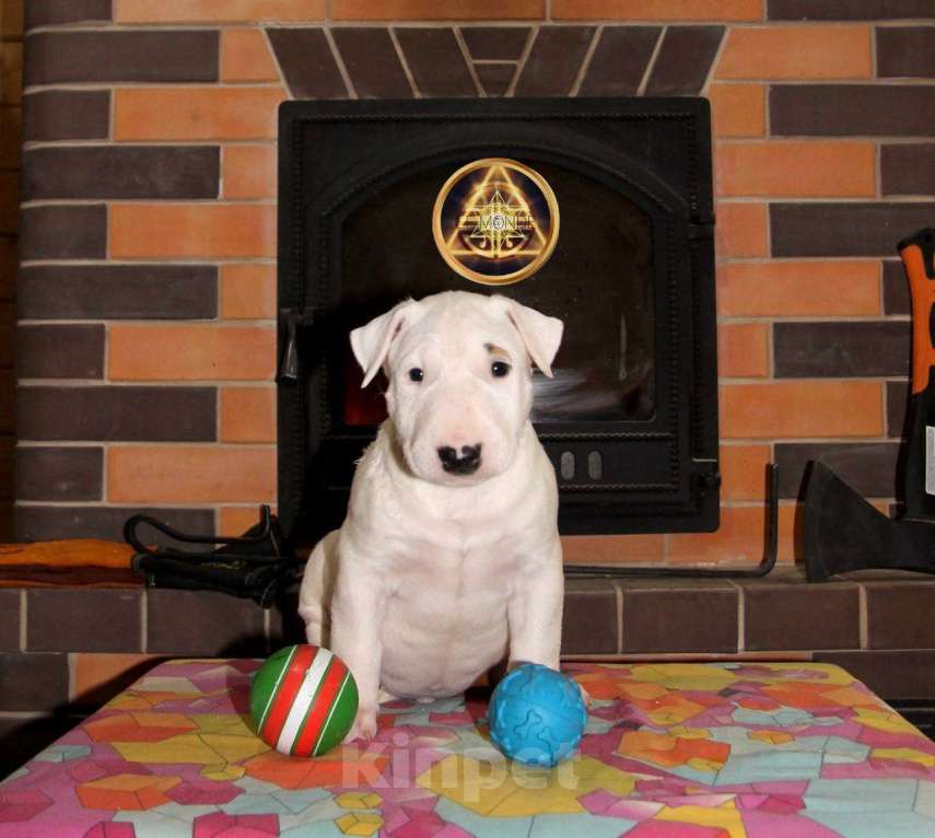 Собаки в Череповце: Предлагаем малышек стандартного бультерьера Мальчик, Бесплатно - фото 2