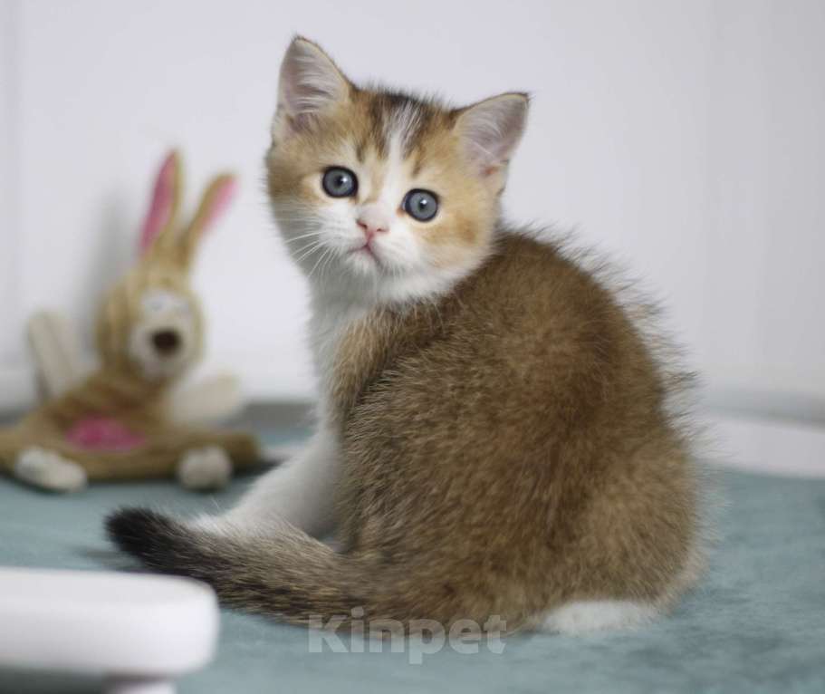 Кошки в Москве: Гаррисон Мальчик, 25 000 руб. - фото 1