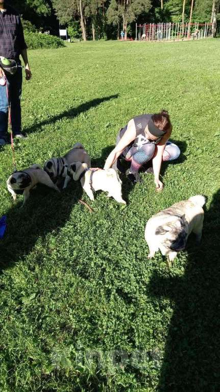 Собаки в Москве: Шагар Шервуд Мальчик, 85 000 руб. - фото 6