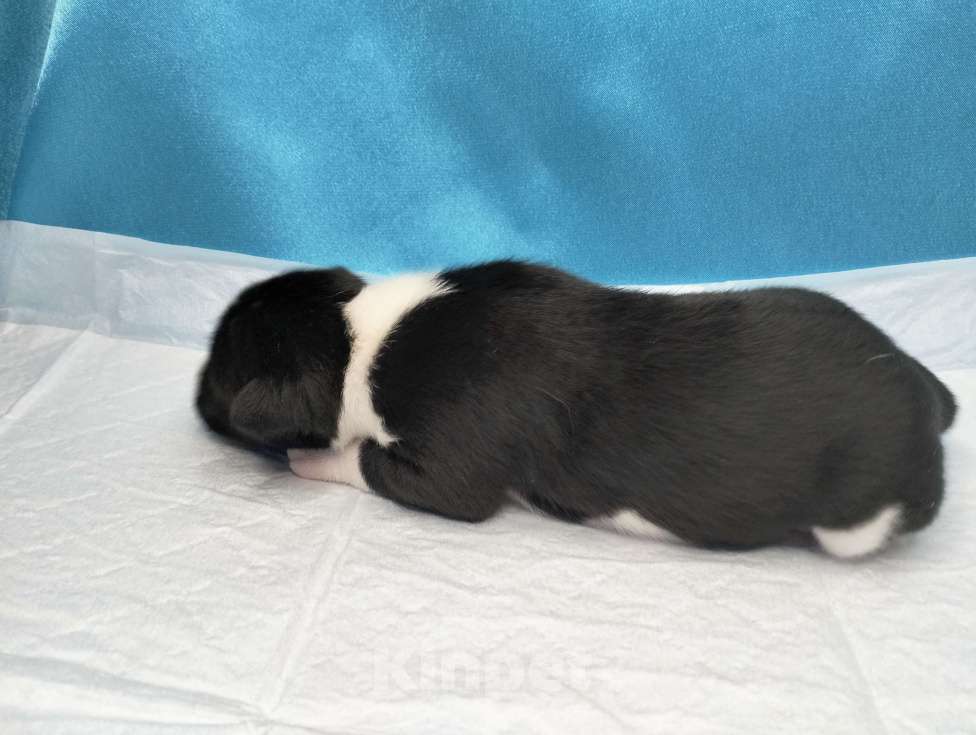 Собаки в Москве: Щенки басенджи черного окраса  Мальчик, 50 000 руб. - фото 4