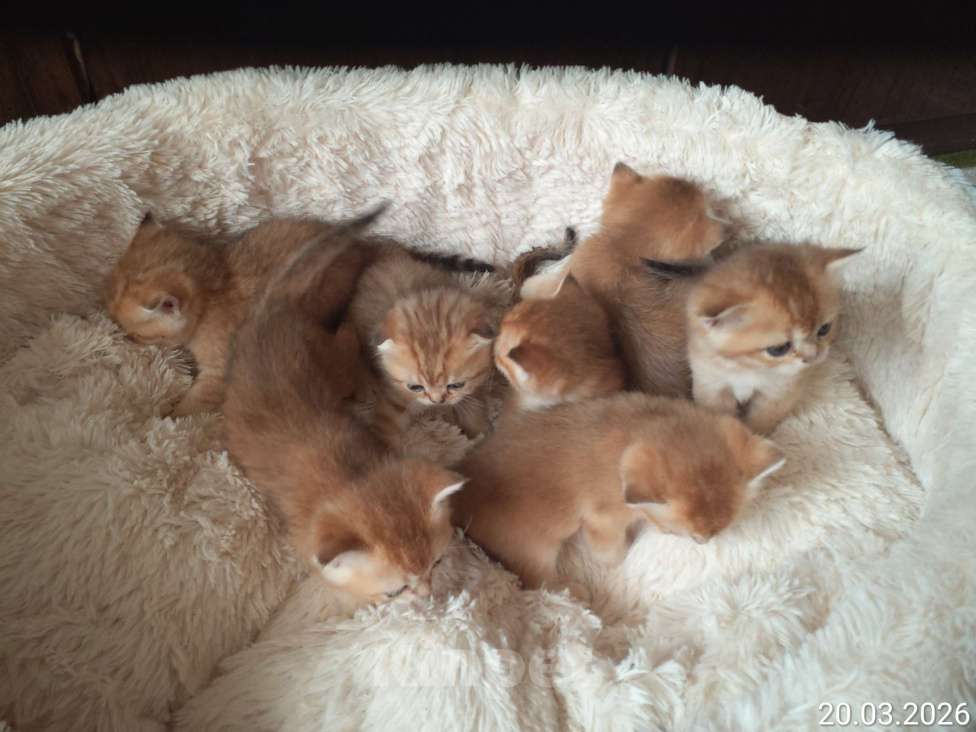 Кошки в Москве: Шотландские вислоухие котята Девочка, 50 000 руб. - фото 8