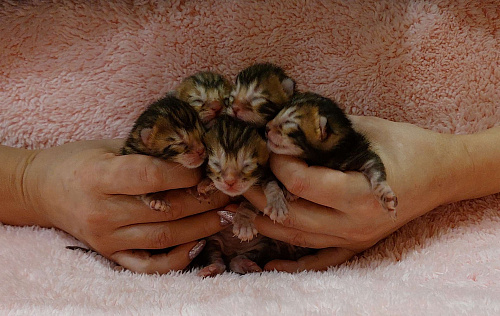 Бенгальский парень