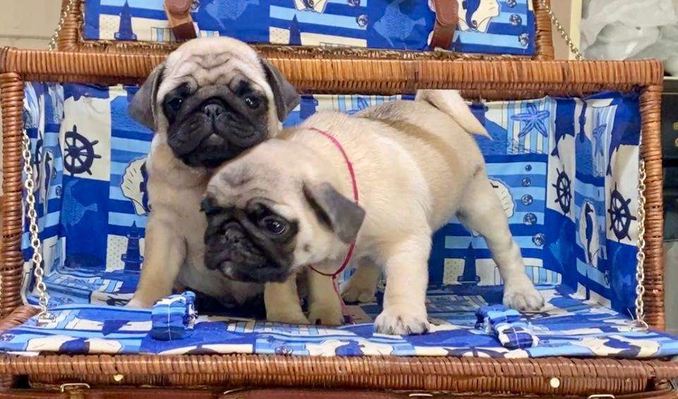 Собаки в других городах Башкортостана: Девочки мопса Девочка, 45 000 руб. - фото 4