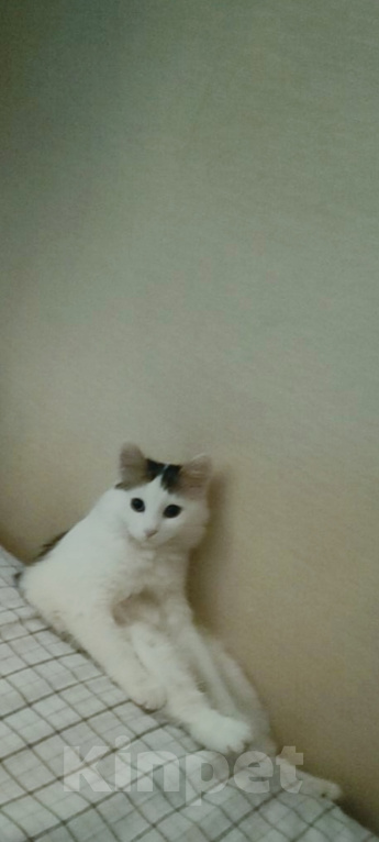 Кошки в Москве: Нашедшим гарантированный вознаграждение 2000р Девочка, 2 000 руб. - фото 6