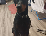Собаки в Курске: Помогите найти пса Мальчик, Бесплатно - фото 1