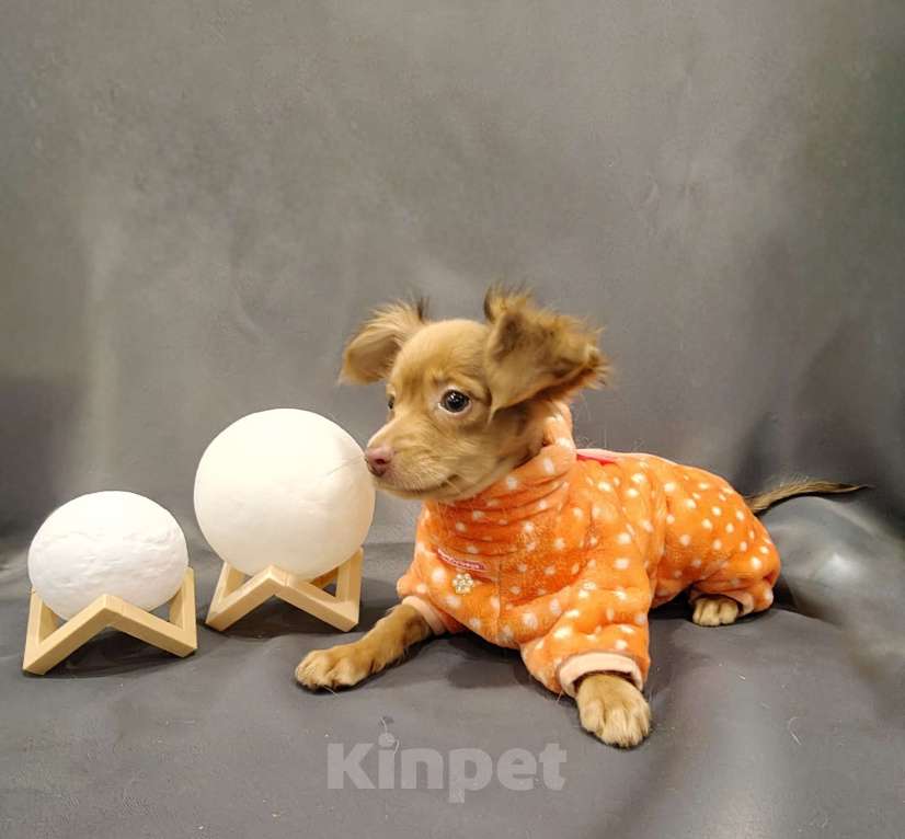 Собаки в Тюмени: Мальчик Тойчик🥰 Мальчик, 40 000 руб. - фото 5