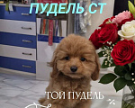 Собаки в Москве: Щенок мальчик той пудель ред Браун Граф Мальчик, Бесплатно - фото 1