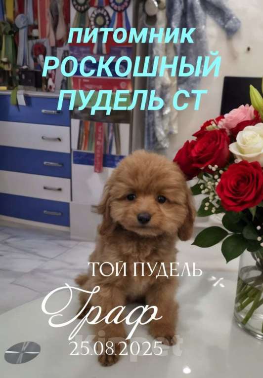 Собаки в Москве: Щенок мальчик той пудель ред Браун Граф Мальчик, Бесплатно - фото 1