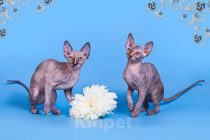 Кошки в Москве: Питомник Скорпион предлагает котят. Девочка, Бесплатно - фото 3