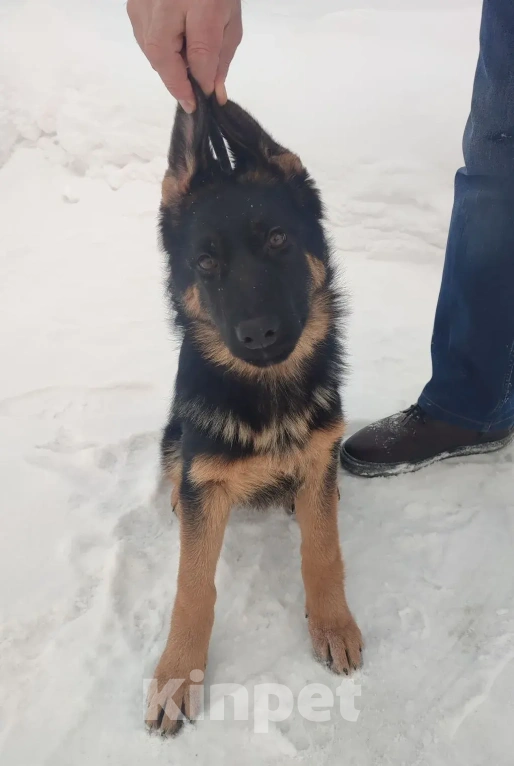 Собаки в Серове: Щенок немецкой овчарки Мальчик, Бесплатно - фото 7