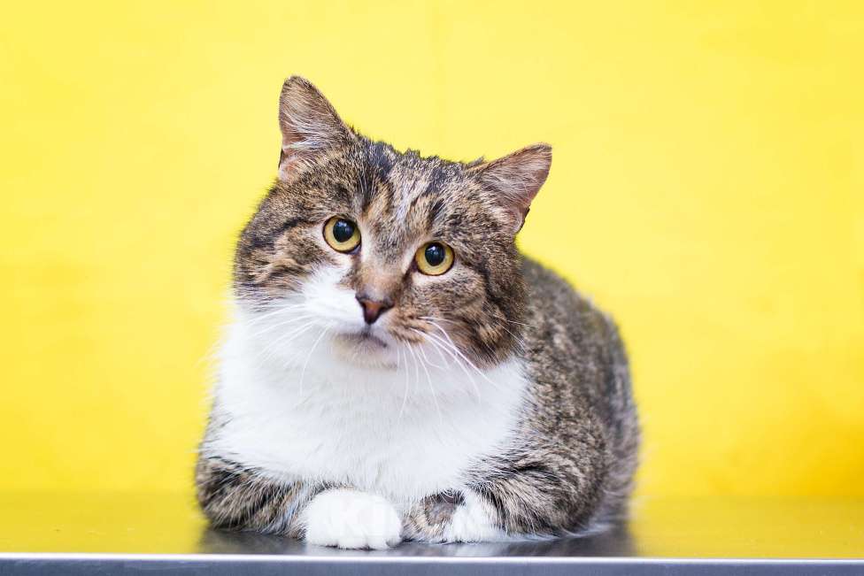 Кошки в Москве: Подарите Мише дом и кров Мальчик, Бесплатно - фото 1