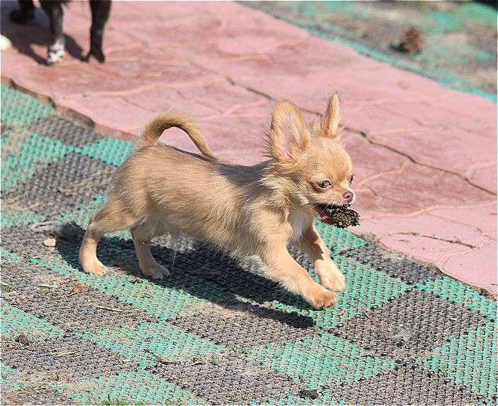 Собаки в Москве: красивые мальчики чихуахуа Мальчик, 25 000 руб. - фото 2