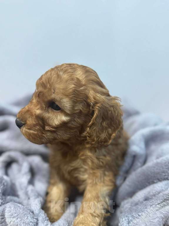 Собаки в Балашихе: Малый пудель, мальчики Мальчик, 50 000 руб. - фото 1