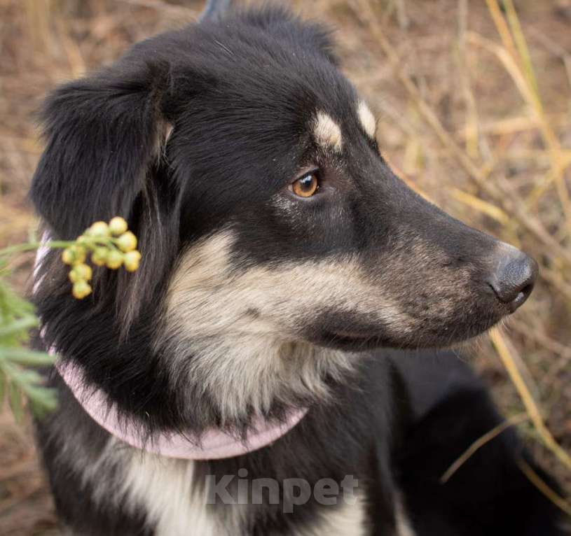 Собаки в Раменском: Застенчивая девочка в хорошие руки Девочка, Бесплатно - фото 2