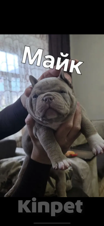 Собаки в Ставрополе: Щенки Американского Булли Мальчик, 80 000 руб. - фото 6