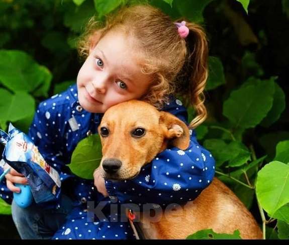 Собаки в Москве: Милый рыжий щенок Злата Девочка, Бесплатно - фото 7